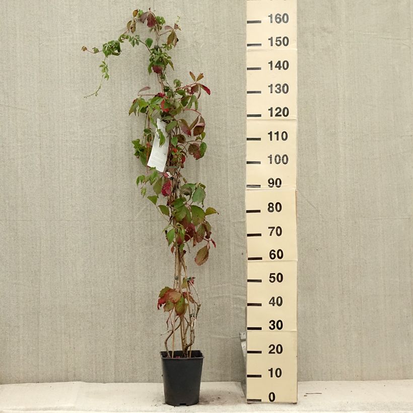 Esimerkki kesällä toimitetusta Vigne vierge commune - Parthenocissus viteacea (inserta) Pot de 4L/5L-taimesta