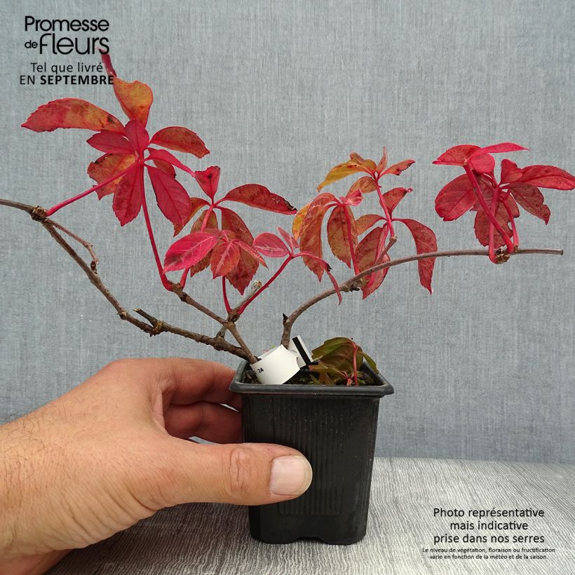 Esimerkki syksyllä toimitetusta Kiinanvilliviini - Parthenocissus henryana 8/9 cm taimiruukku-taimesta