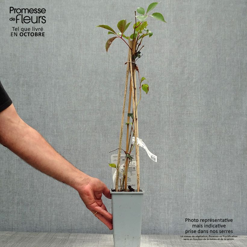 Esimerkki syksyllä toimitetusta Kiinanvilliviini - Parthenocissus henryana 2 litran/3 litran ruukku-taimesta
