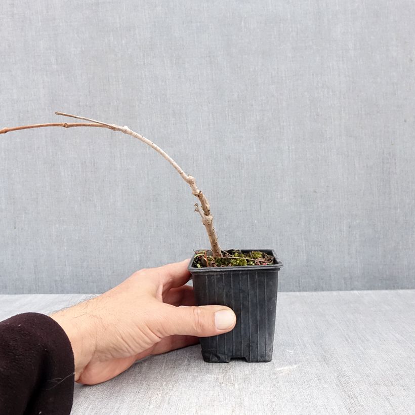 Esimerkki syksyllä toimitetusta Imukärhivilliviini Kirigami 8/9 cm taimiruukku-taimesta