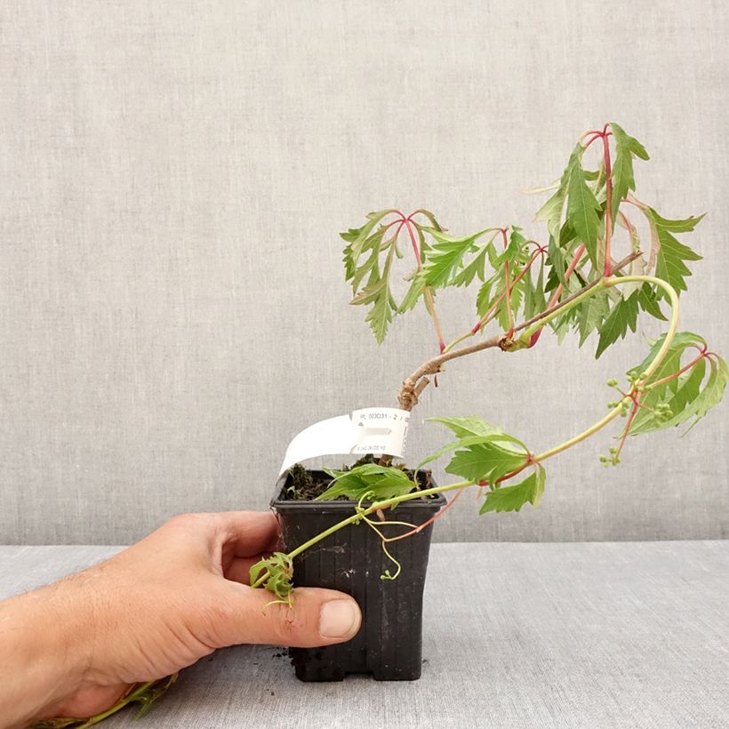 Esimerkki keväällä toimitetusta Imukärhivilliviini Kirigami Taimiruukku 8/9 cm-taimesta