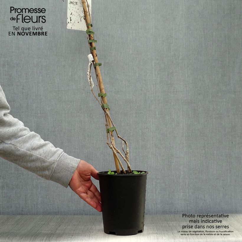 Esimerkki syksyllä toimitetusta Vigne vierge - Parthenocissus quinquefolia Pot de 2L/3L-taimesta