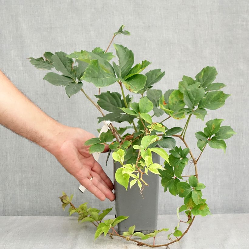 Esimerkki kesällä toimitetusta Imukärhivilliviini Yellow Wall Pot de 1,5L/2L-taimesta