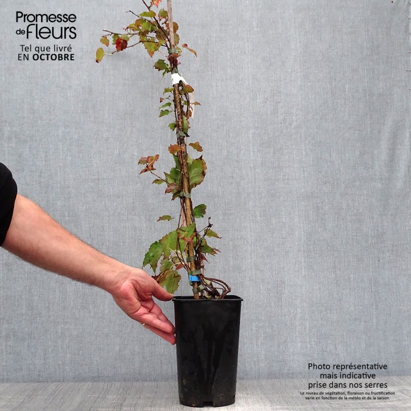 Esimerkki syksyllä toimitetusta Raatihuonevilliviini Minutifolia 2 litran/3 litran ruukku-taimesta
