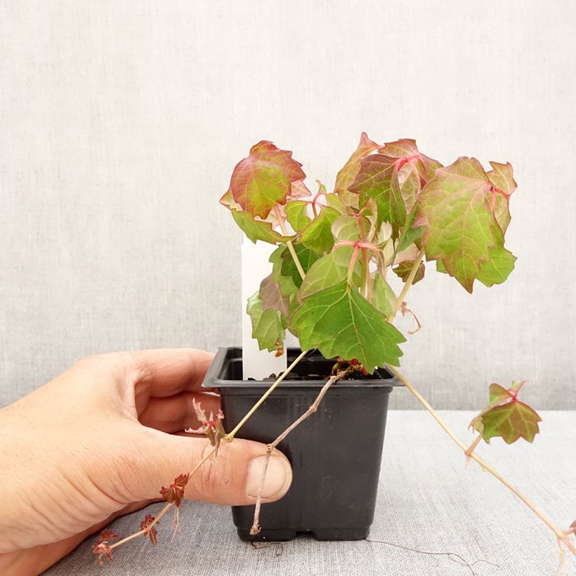 Esimerkki keväällä toimitetusta Raatihuonevilliviini Veitchii Taimiruukku 8/9 cm-taimesta