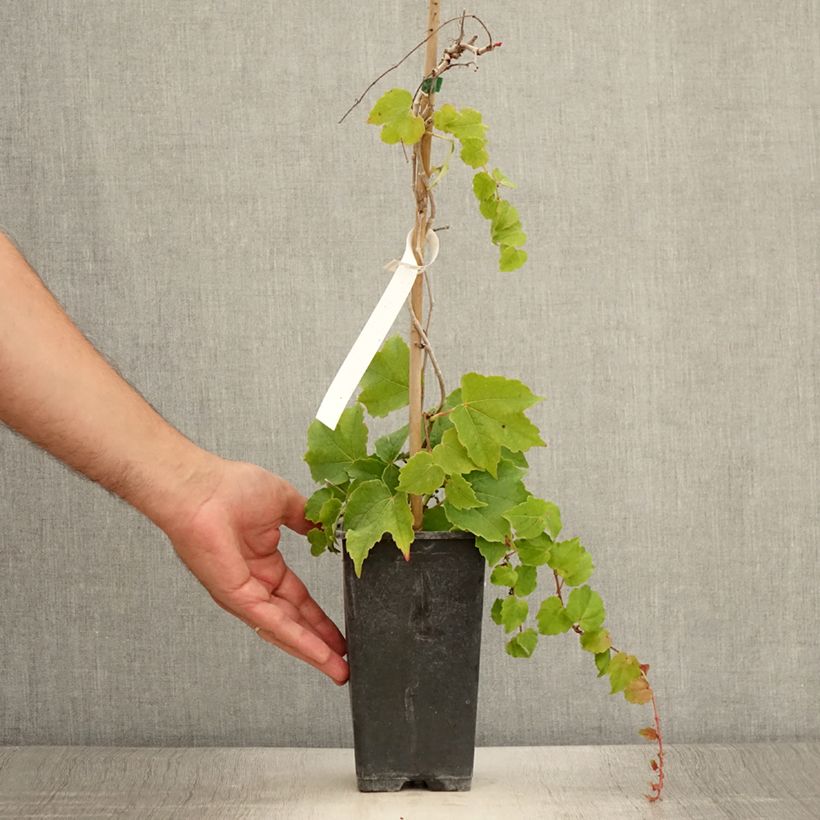 Esimerkki kesällä toimitetusta Raatihuonevilliviini Veitchii Robusta Ruukku 1,5L / 2L-taimesta