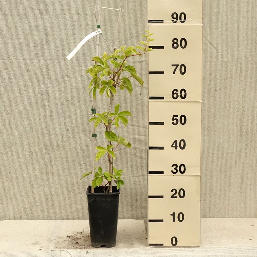Esimerkki kesällä toimitetusta Imukärhivilliviini Yellow Wall Pot de 3L/4L-taimesta