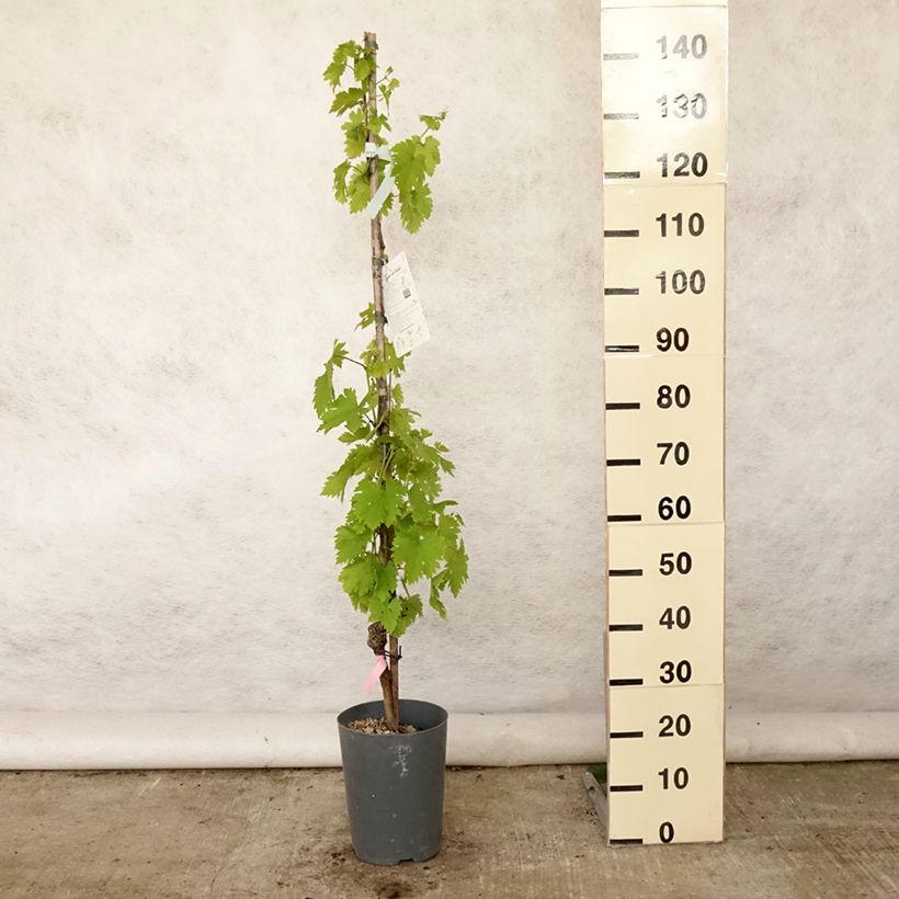 Esimerkki kesällä toimitetusta Vigne - Vitis vinifera Argentina Pot de 4L/5L-taimesta