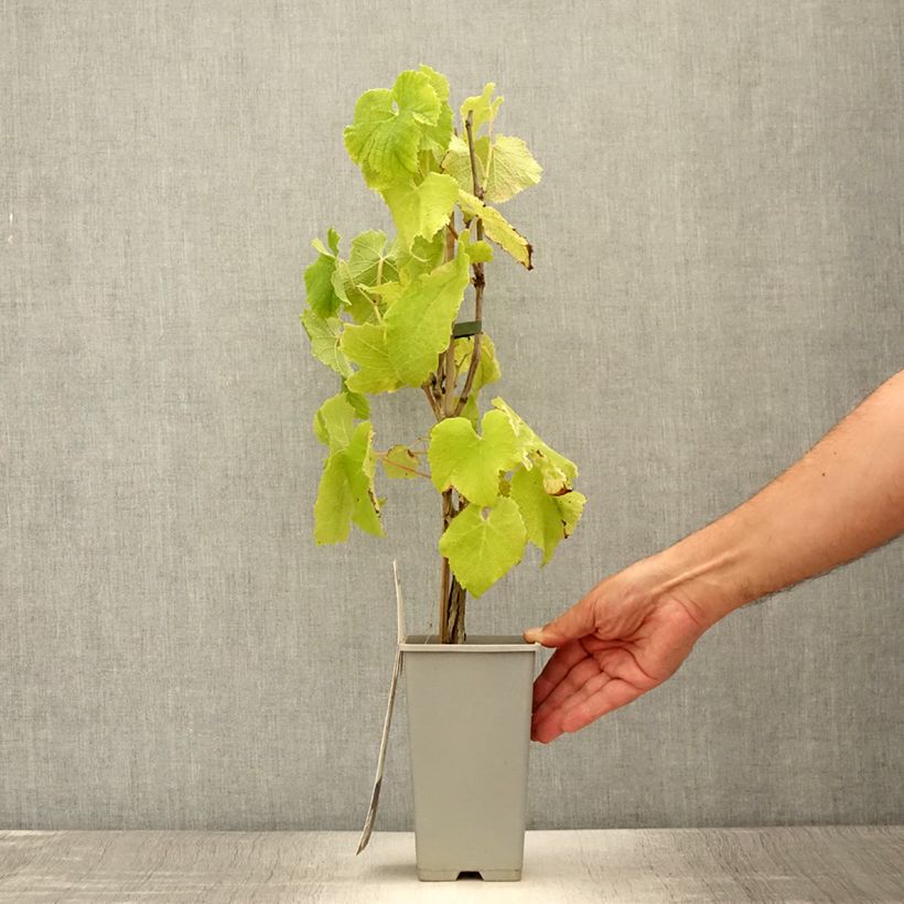 Esimerkki kesällä toimitetusta Vigne - Vitis vinifera Himrod Pot de 1,5L/2L-taimesta