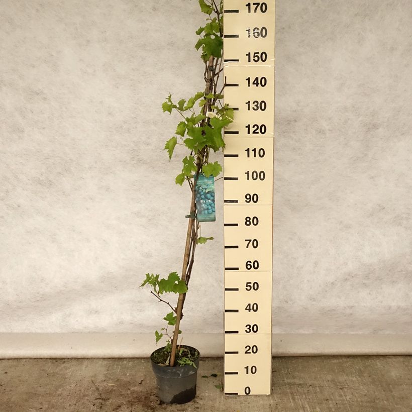 Esimerkki kesällä toimitetusta Vigne - Vitis vinifera Muscat Bleu Pot de 4L/5L-taimesta