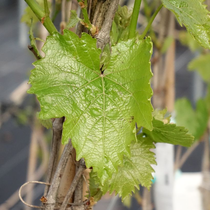 Aitoviiniköynnös Muscat Bleu (Lehvistö)