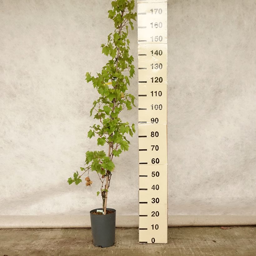 Esimerkki kesällä toimitetusta Vigne - Vitis Palatina Pot de 4L/5L-taimesta