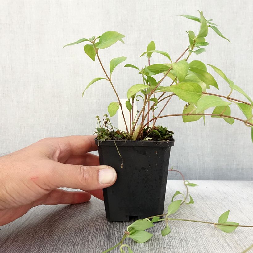 Esimerkki syksyllä toimitetusta Isotalvio Alba 8/9 cm taimiruukku-taimesta