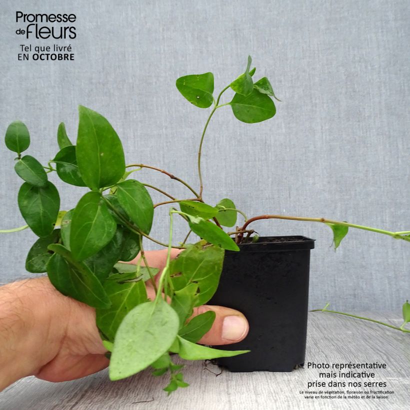 Esimerkki syksyllä toimitetusta Isotalvio - Vinca major 7/8 cm taimiruukku-taimesta