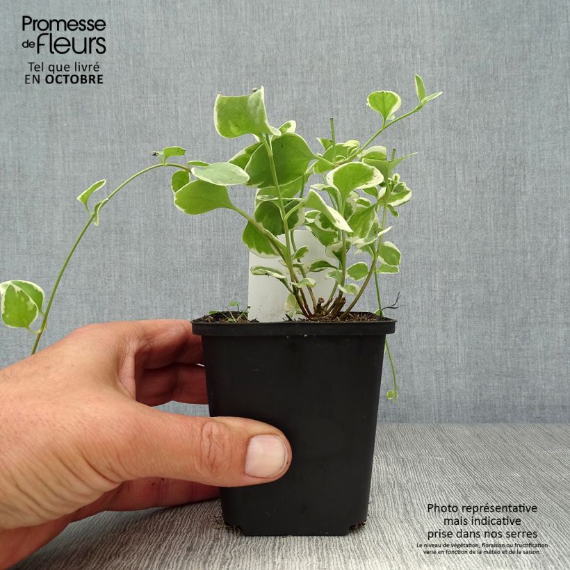 Esimerkki syksyllä toimitetusta Isotalvio Variegata 8/9 cm taimiruukku-taimesta