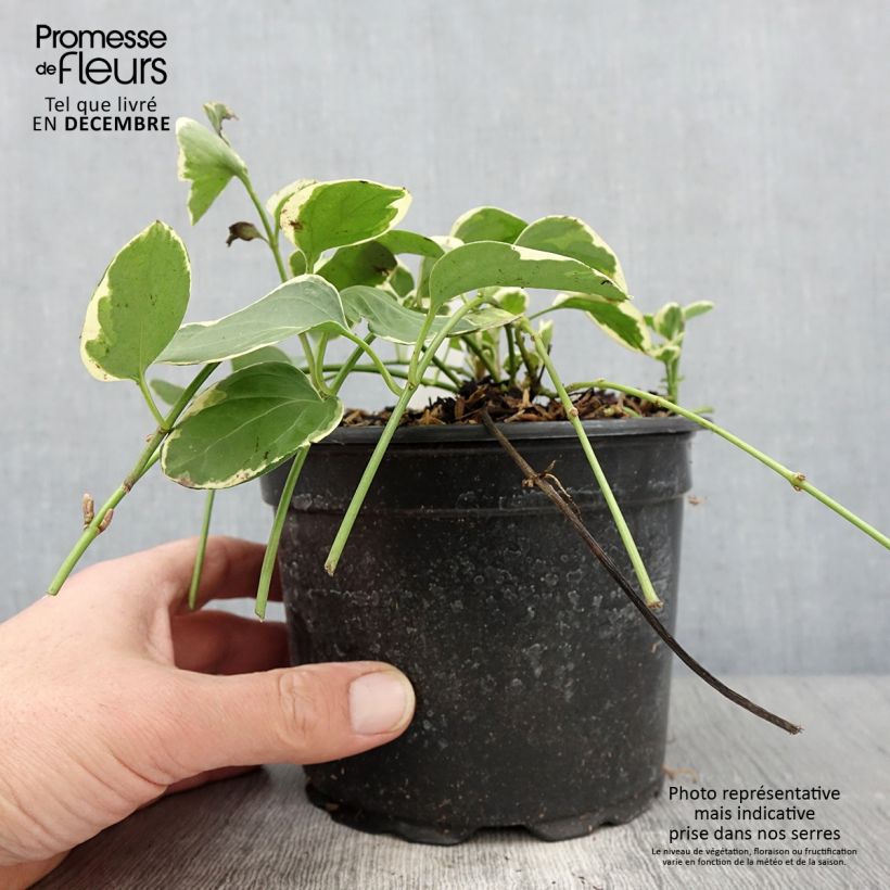 Esimerkki syksyllä toimitetusta Isotalvio Variegata 2 litran/3 litran ruukku-taimesta