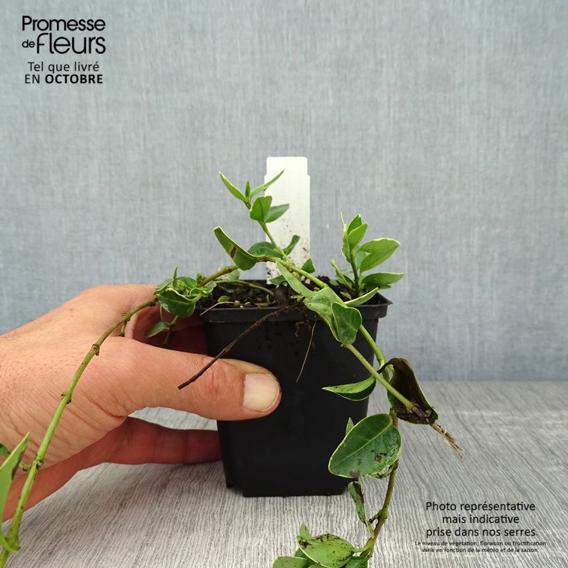 Esimerkki syksyllä toimitetusta Pikkutalvio Argenteovariegata 8/9 cm taimiruukku-taimesta
