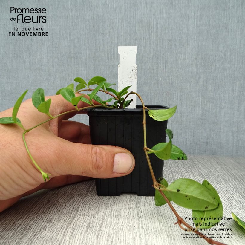 Esimerkki syksyllä toimitetusta Pikkutalvio Atropurpurea 8/9 cm taimiruukku-taimesta