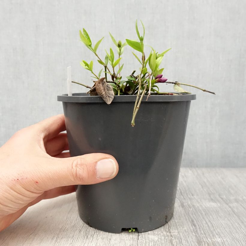 Esimerkki keväällä toimitetusta Pikkutalvio Atropurpurea Pot de 2L/3L-taimesta