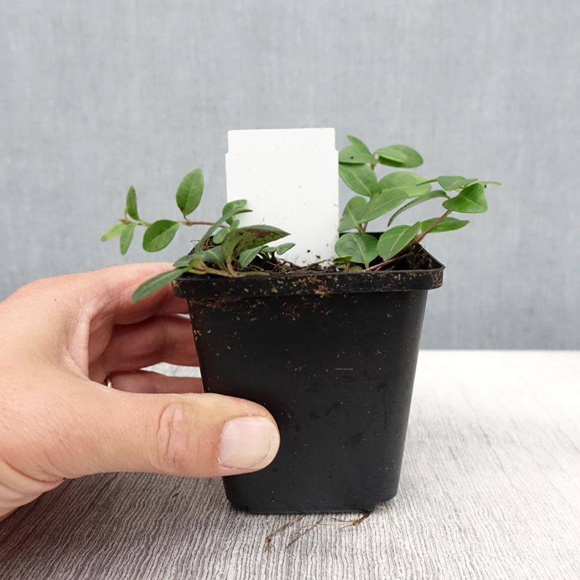 Esimerkki syksyllä toimitetusta Pikkutalvio Flower Power 8/9 cm taimiruukku-taimesta