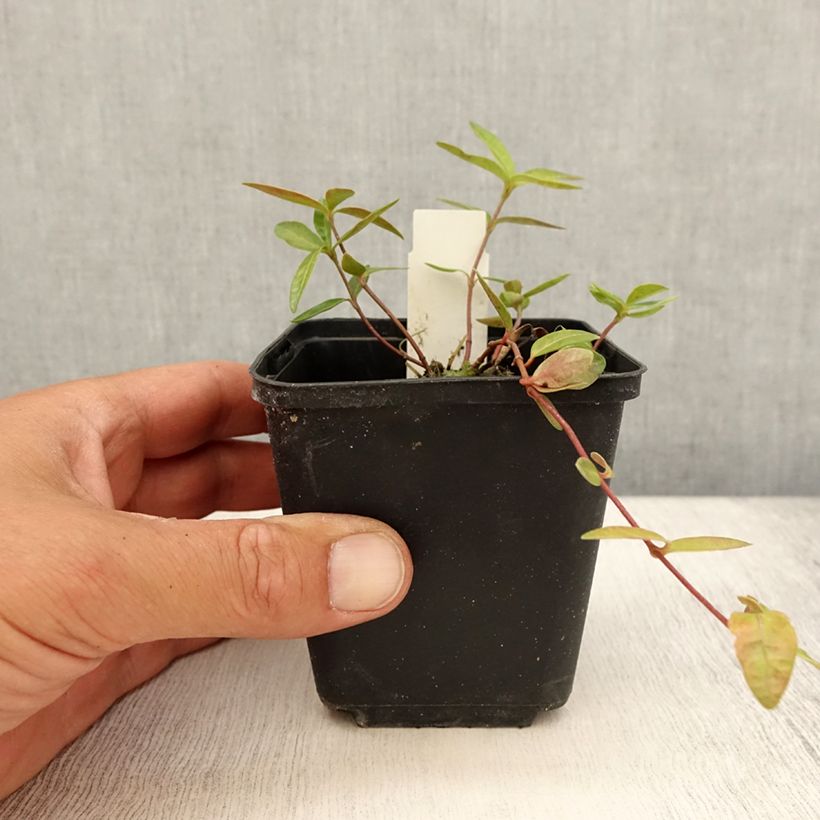 Esimerkki kesällä toimitetusta Pikkutalvio Flower Power Godet de 8/9 cm-taimesta
