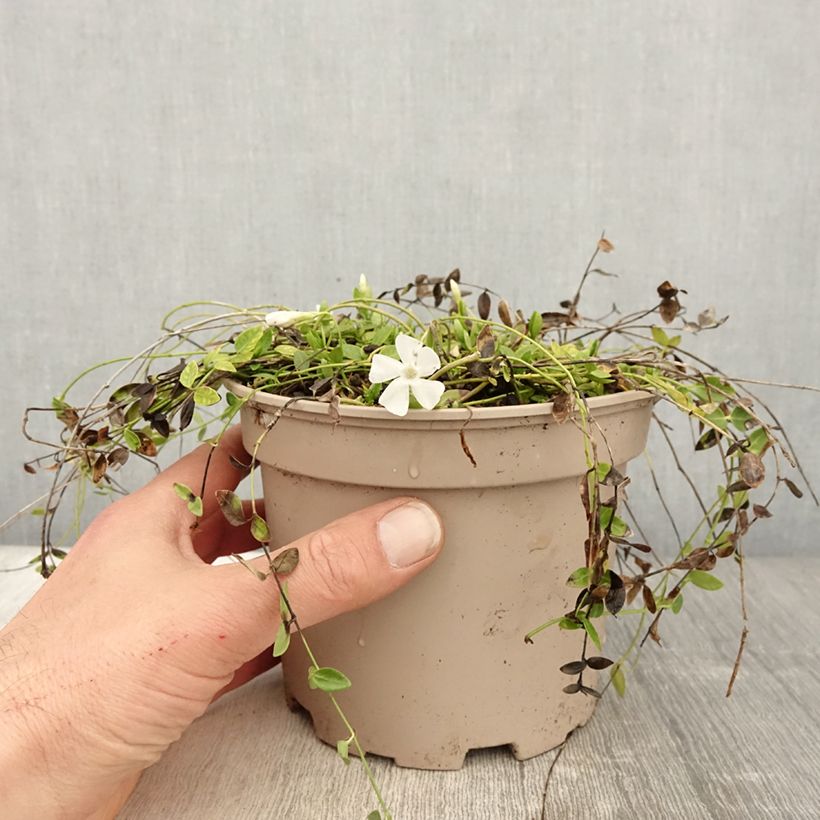Esimerkki keväällä toimitetusta Pikkutalvio Gertrude Jekyll Ruukku 2L / 3L-taimesta