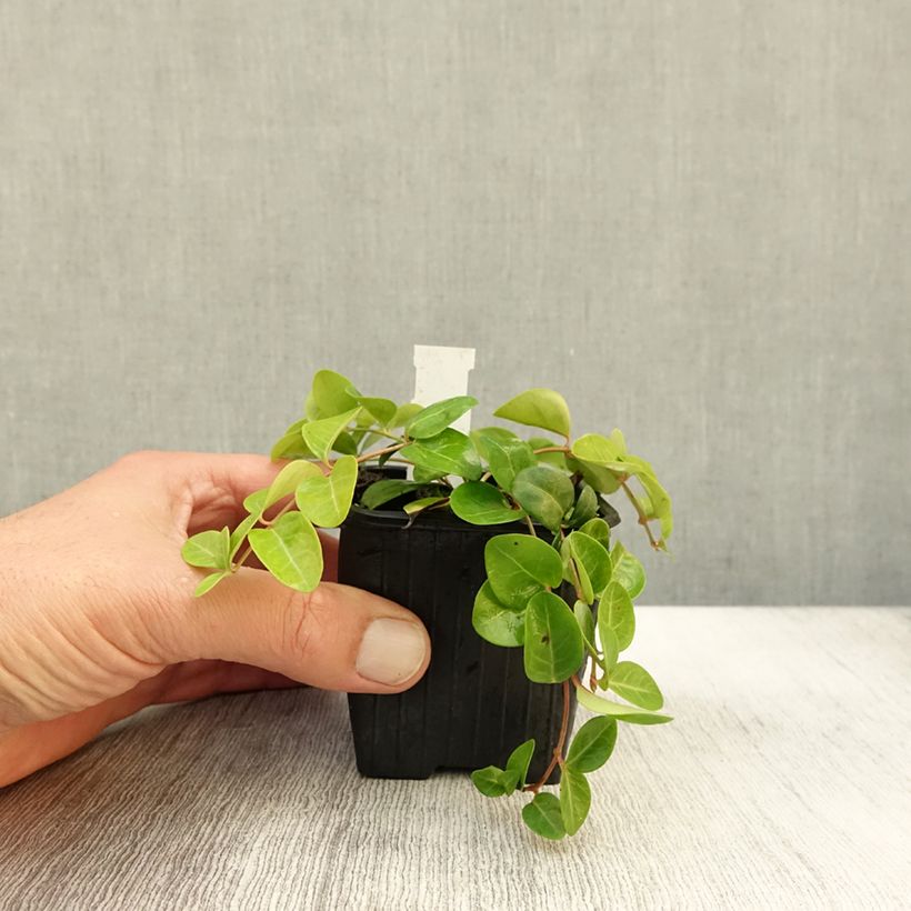 Esimerkki syksyllä toimitetusta Pikkutalvio Grüner Teppich 8/9 cm taimiruukku-taimesta