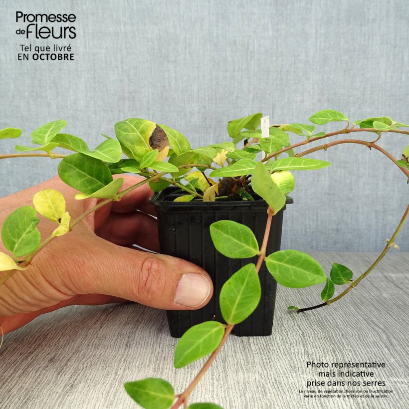 Esimerkki syksyllä toimitetusta Vinca minor - Pikkutalvio 7/8 cm taimiruukku-taimesta