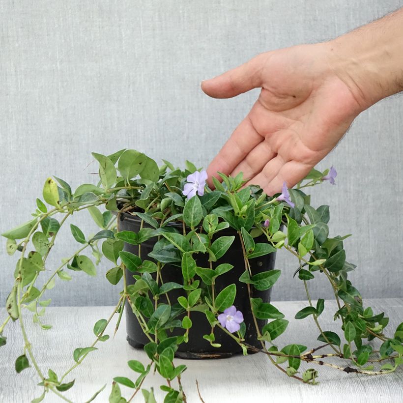 Esimerkki kesällä toimitetusta Pikkutalvio - Vinca minor Ruukku 2L / 3L-taimesta