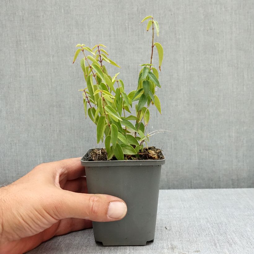 Esimerkki kesällä toimitetusta Kalliokäärmeenpistonyrtti - Vincetoxicum hirundinaria 8/9 cm taimiruukku-taimesta