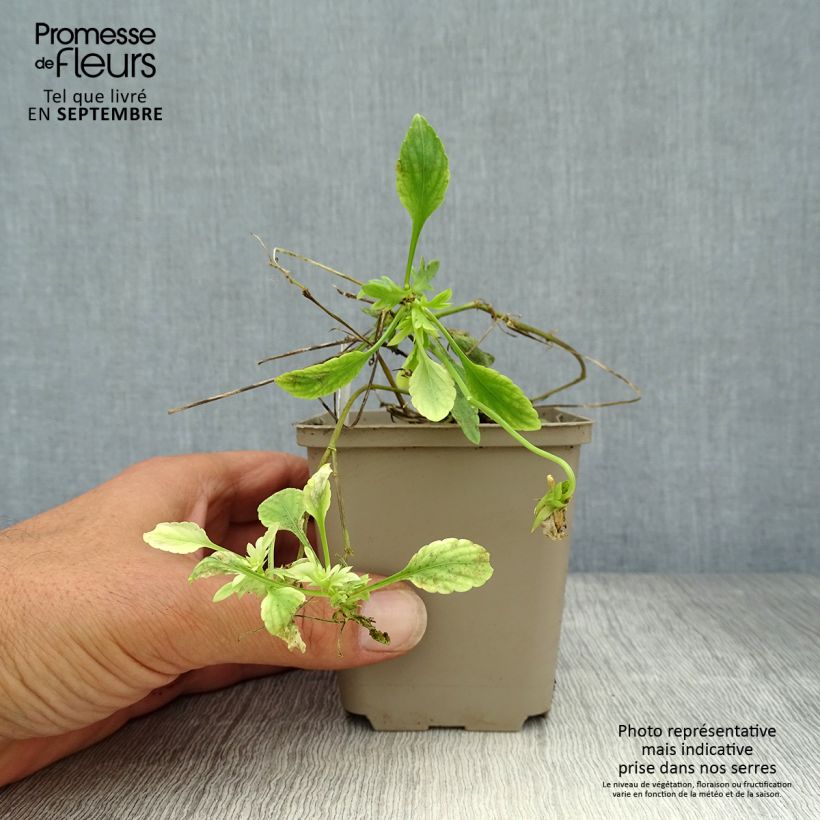 Esimerkki syksyllä toimitetusta Tarhasarviorvokki Columbine 8/9 cm taimiruukku-taimesta