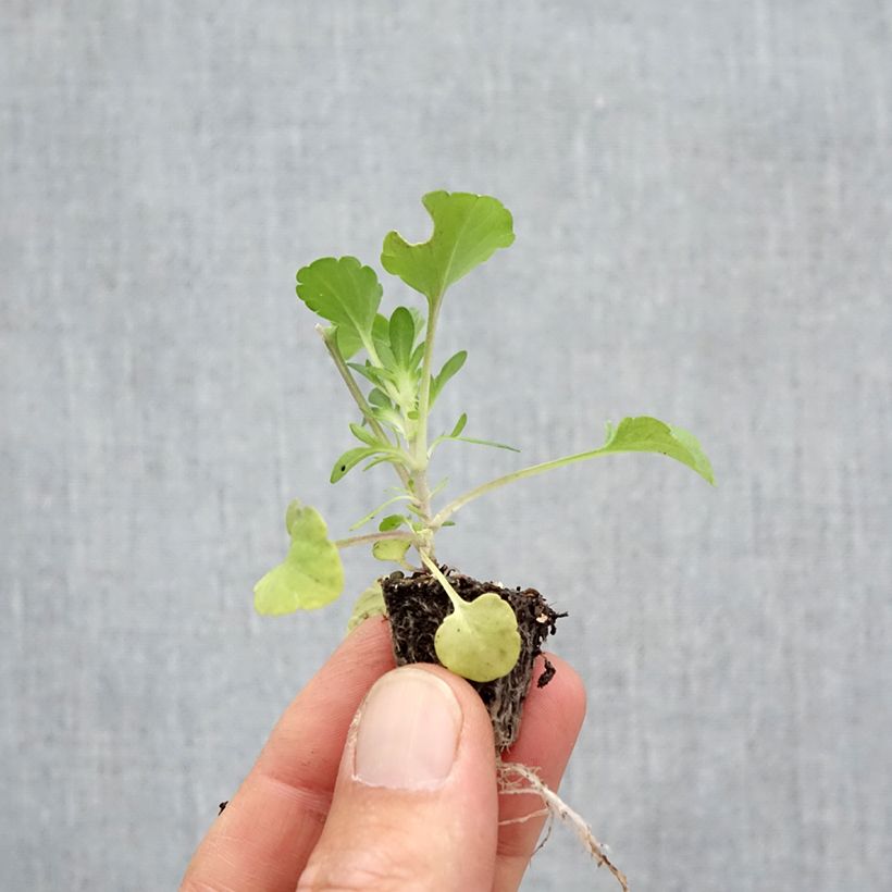 Esimerkki syksyllä toimitetusta Tarhasarviorvokki F1 Prim Up Citrus Mix Minipaakku: 2,2 cm x 2 cm paakku 35 lokeron kasvatusalustalla-taimesta