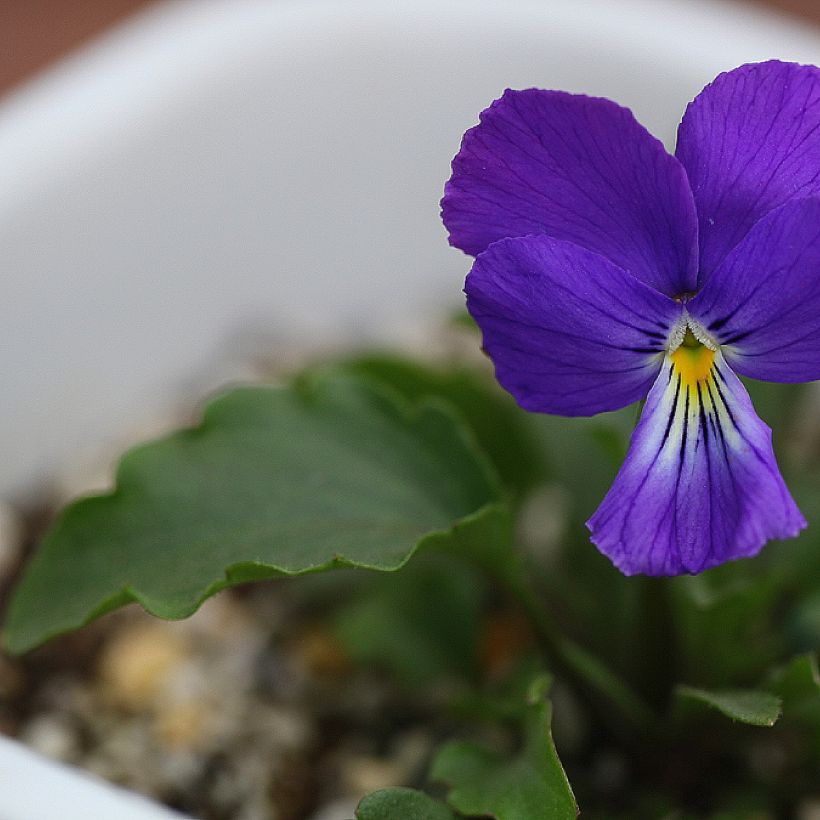 Orvokki - Viola corsica (Lehvistö)