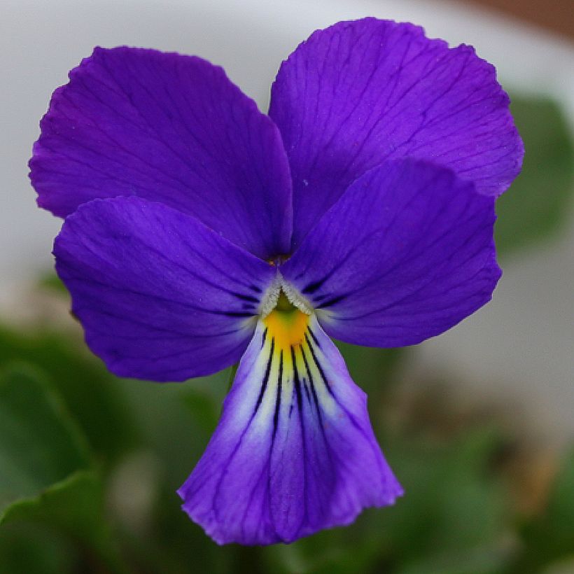 Orvokki - Viola corsica (Kukinta)