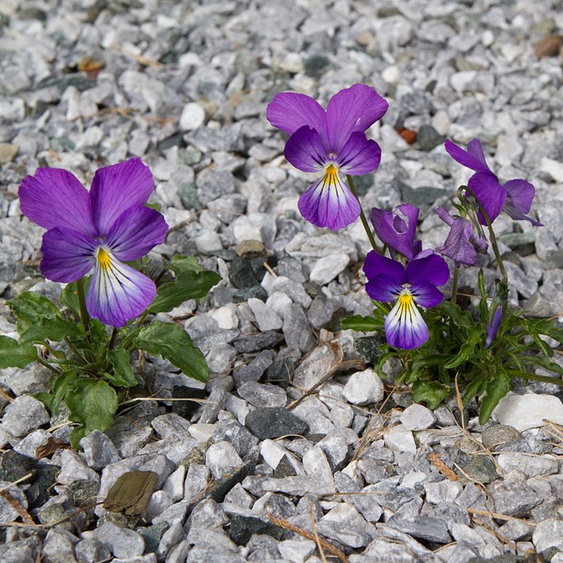 Orvokki - Viola corsica (Kasvutapa)