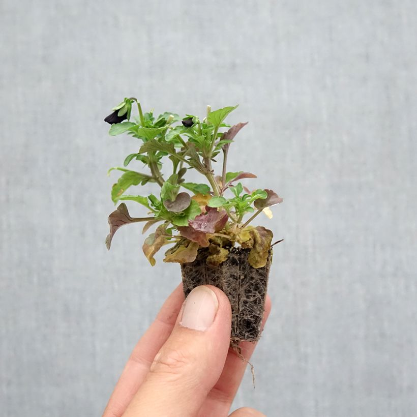 Esimerkki syksyllä toimitetusta Tarhasarviorvokki F1 Sorbet Black Delight Jardimotte: 3,8 cm x 3,2 cm paakku 16 kpl:n kasvatusalustassa-taimesta