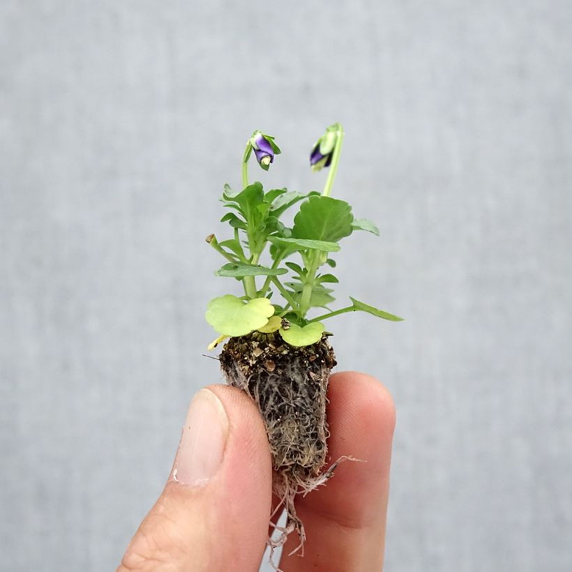 Esimerkki syksyllä toimitetusta Tarhasarviorvokki F1 Kitty Surprise Minipaakku: 2,2 cm x 2 cm paakku 35 lokeron kasvatusalustalla-taimesta