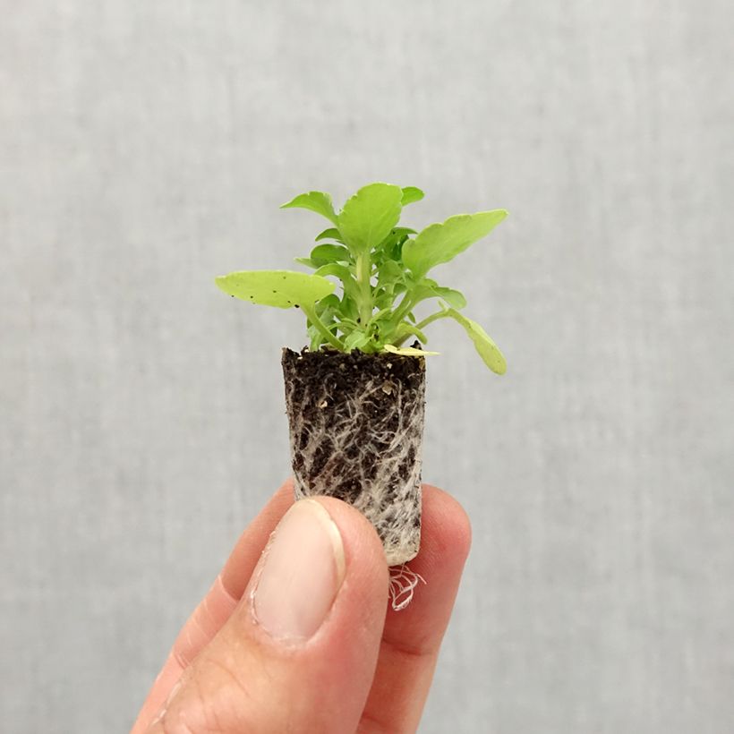 Esimerkki syksyllä toimitetusta Tarhasarviorvokki Sorbet Xp Raspberry Minipaakku Ø 1,5/2,5 cm-taimesta