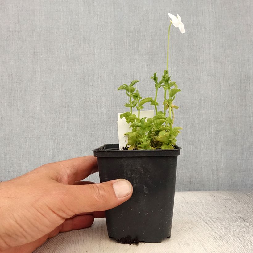 Esimerkki kesällä toimitetusta Tarhasarviorvokki Wisley White 8/9 cm taimiruukku-taimesta