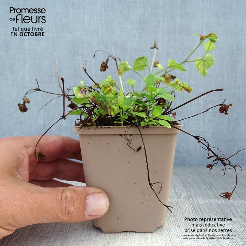 Esimerkki syksyllä toimitetusta Pyökkiorvokki - Viola reichenbachiana 8/9 cm taimiruukku-taimesta