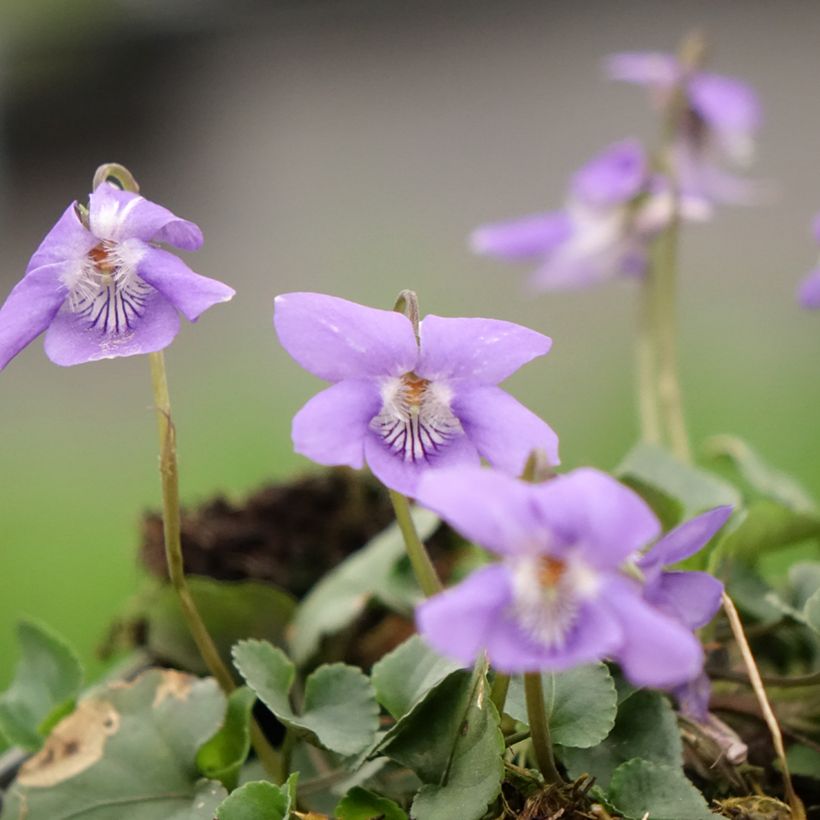 Pyökkiorvokki - Viola reichenbachiana (Kukinta)