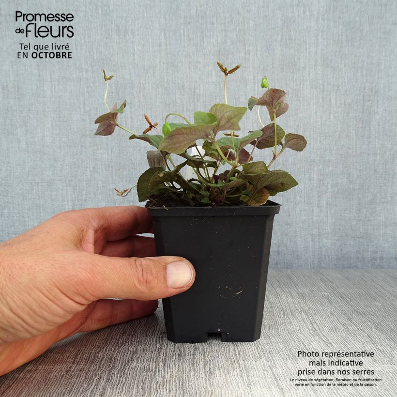 Esimerkki syksyllä toimitetusta Purppurametsäorvokki - Viola riviniana var. purpurea 8/9 cm taimiruukku-taimesta