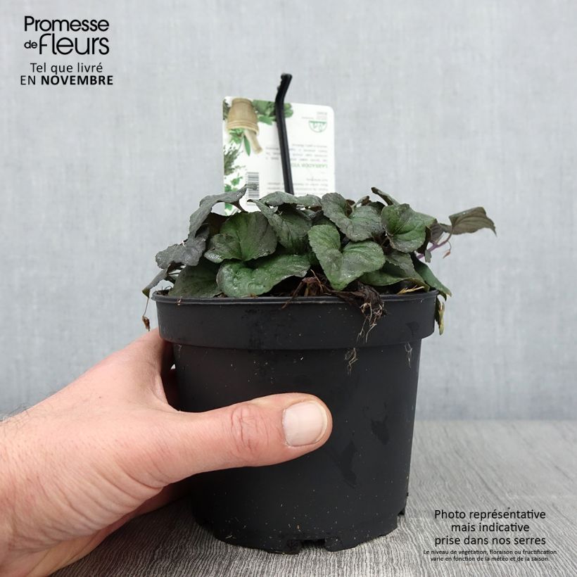 Esimerkki syksyllä toimitetusta Purppurametsäorvokki - Viola riviniana var. purpurea 1,5 litran / 2 litran kannu-taimesta