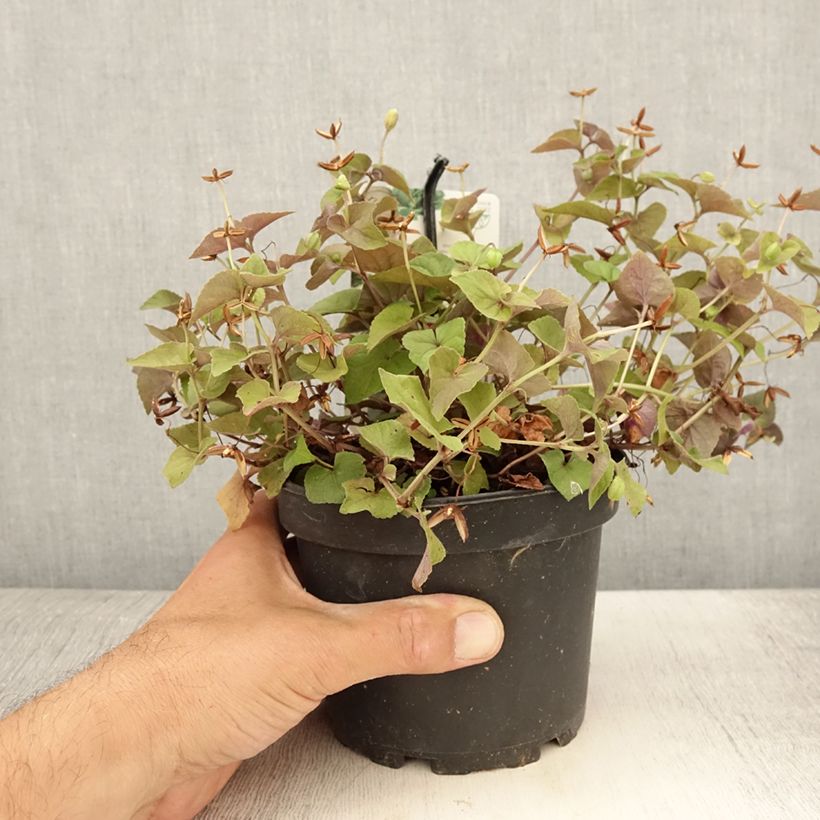 Esimerkki kesällä toimitetusta Purppurametsäorvokki - Viola riviniana var. purpurea 1,5 litran / 2 litran kannu-taimesta