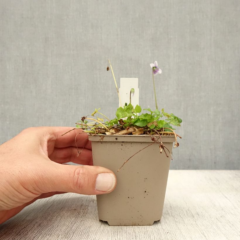 Esimerkki syksyllä toimitetusta Riippaorvokki - Viola hederacea 8/9 cm taimiruukku-taimesta