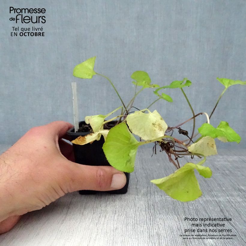 Esimerkki syksyllä toimitetusta Tuoksuorvokki Mrs Pinehurst 8/9 cm taimiruukku-taimesta