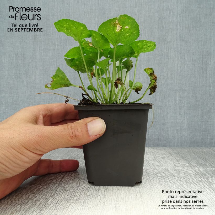 Esimerkki syksyllä toimitetusta Tuoksuorvokki Vanilla 8/9 cm taimiruukku-taimesta