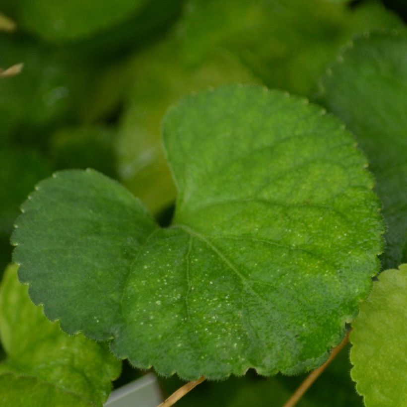 Tuoksuorvokki Alba (Lehvistö)