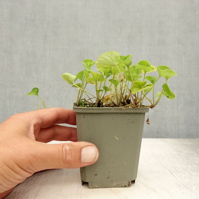Esimerkki kesällä toimitetusta Tuoksuorvokki Alba 8/9 cm taimiruukku-taimesta