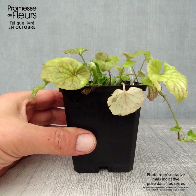 Esimerkki syksyllä toimitetusta Tuoksuorvokki - Viola odorata 8/9 cm taimiruukku-taimesta